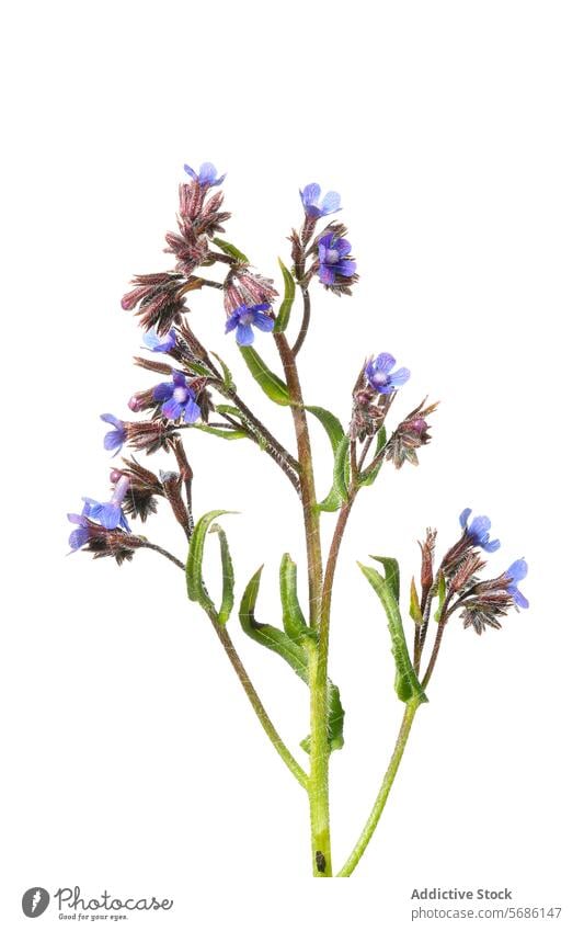 Mountain Centaury Plant Isolated on White mountain centaury centaurium erythraea flower blue petal plant isolated white background close-up delicate herbal