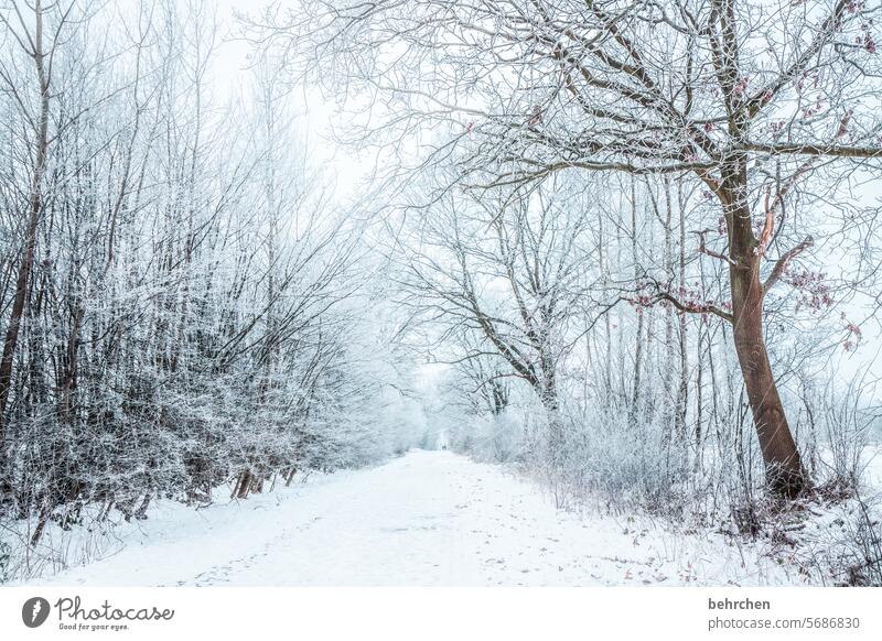 one last touch Lanes & trails Snowfall White Calm Forest Winter Nature Freeze Seasons Fabulous Snowscape Snow layer idyllically Dreamily pretty Winter walk