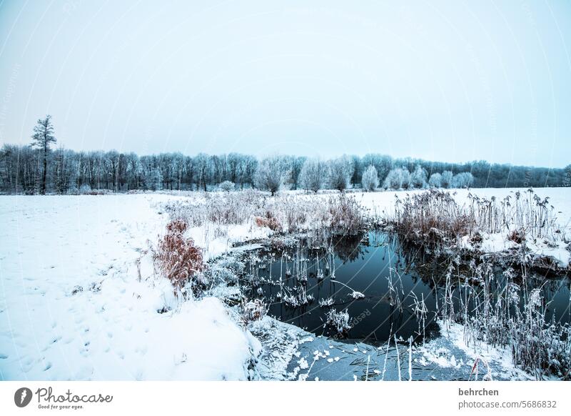 when everything just stands still Nature Cold Snow winter landscape trees Frost Landscape Winter chill Freeze Seasons Weather silent Idyll Frozen Winter mood