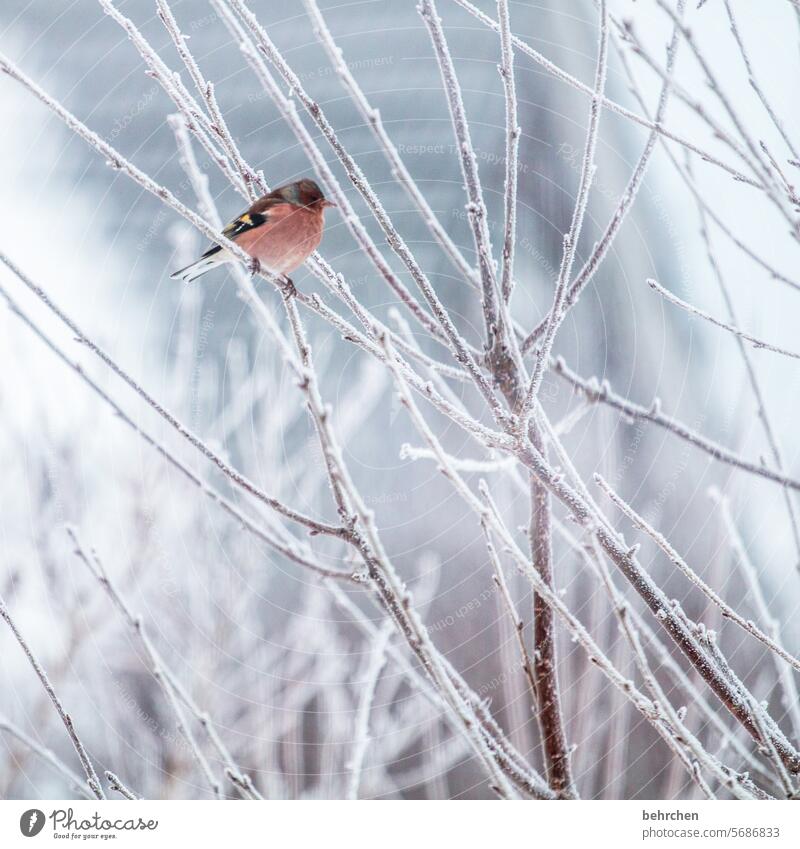 splotch of paint Small Cold Snow Branches and twigs magnolia Songbirds Animal portrait Animal protection Wild animal Ornithology Winter Nature Colour photo