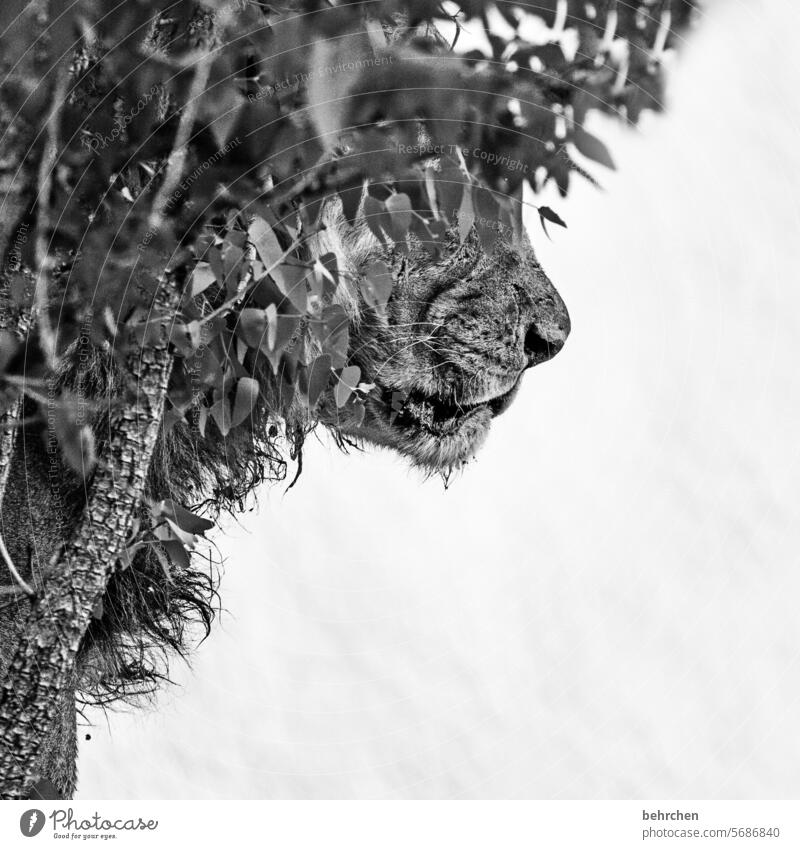 snub-nose Black & white photo Animal portrait Exterior shot Hunting Risk Animal protection Land-based carnivore Dangerous Force Fantastic Exceptional Pelt Lion