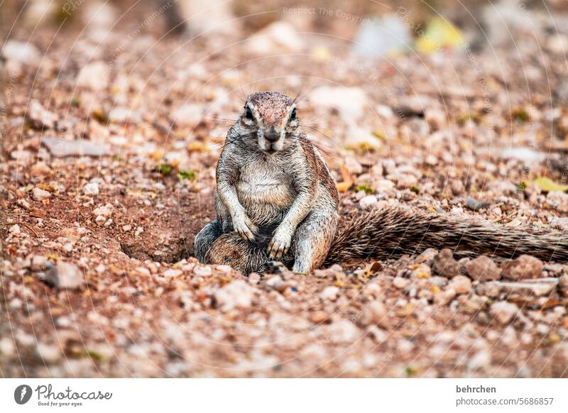 chill your base, dude! Animal Wild Rodent Ground squirrel Etosha etosha national park Animal portrait Namibia Exceptional observantly Wilderness Africa