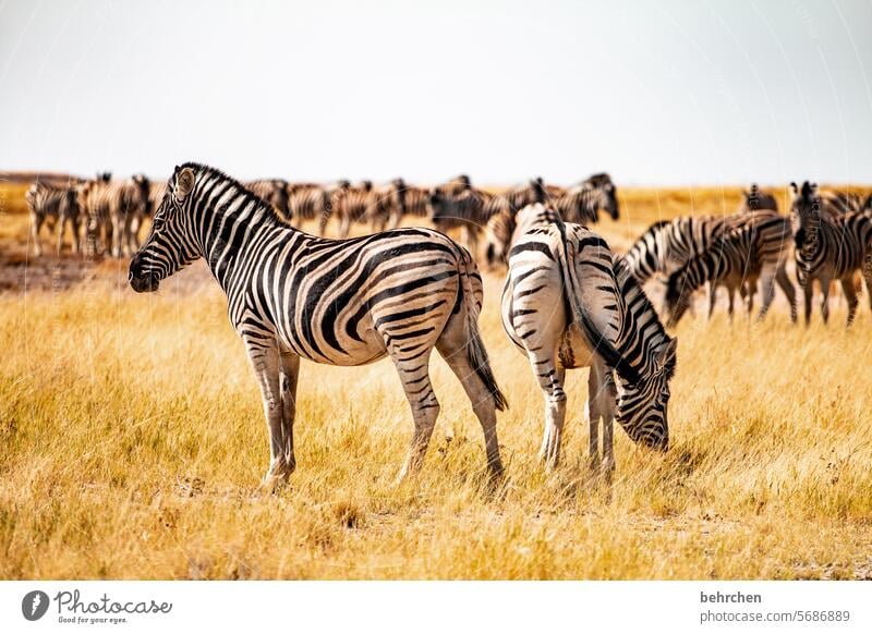 *4 4 0 0* ANIMAL MOMENTS aridity Dry salt pan Grass Environment Animal protection Love of animals Zebra crossing Impressive Adventure especially Freedom Nature