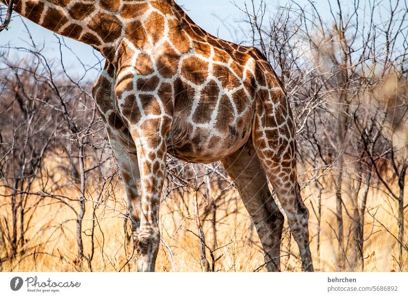 one day you'll forget your head again! aridity Namibia Wanderlust Wild Africa Etosha etosha national park Freedom Nature Adventure Landscape Vacation & Travel