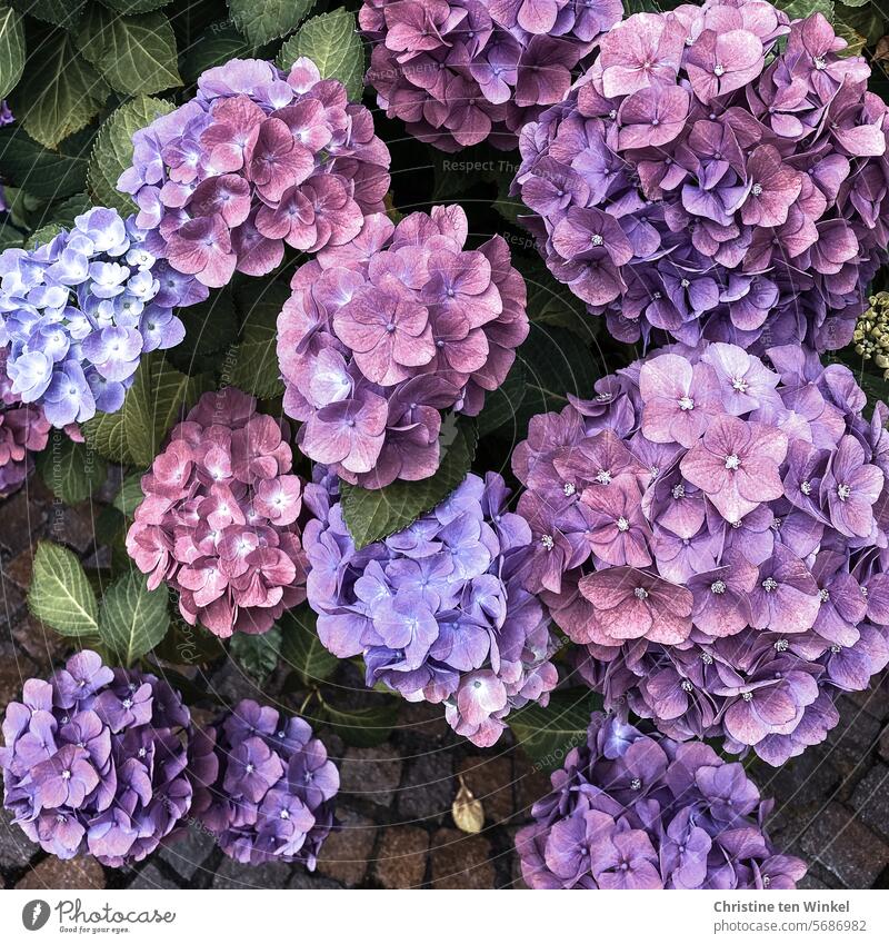 beautiful hydrangea blossoms *1800* Hydrangea blossom Plant flowering hydrangea Blossom Nature Garden Summer Blossoming Shallow depth of field naturally