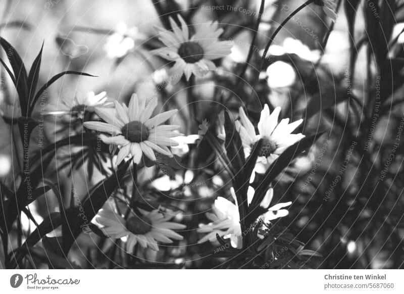 The daisies are blooming in the garden marguerites wild flowers Blossoming Summer Nature pretty Pollen donor Shallow depth of field Plant Flower naturally