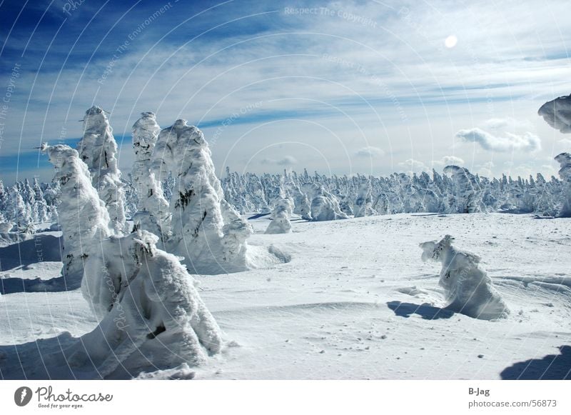 Schlumpfhausen Winter forest Snowscape Forest Clouds Cold Blown away Ice Landscape Tree Blue Sky Fragment Nature