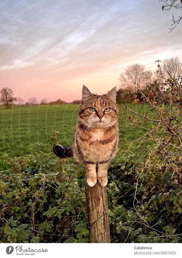 R as in...| in the pink evening light, motionlessly registering every rustle in her territory, the big cat Renate rests Nature land Meadow Animal Pet Cat