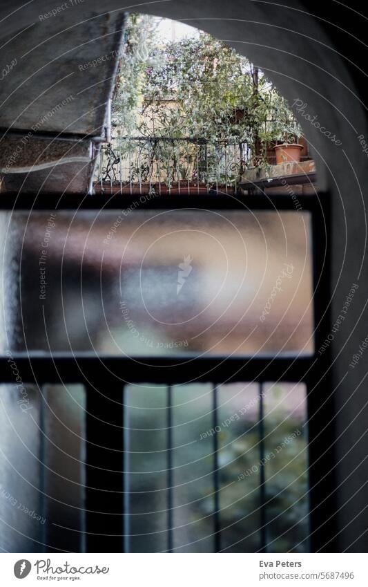 View through milky glass into a backyard Backyard Residential area Courtyard Window Window pane Frosted glass Frosted glass pane House (Residential Structure)