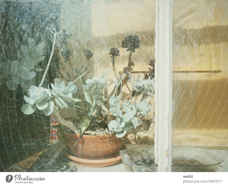 Sun-kissed Shop window Pot plant Window Plant Houseplant Deserted Mysterious Transparent Pane Window pane Window frame transparent Decoration Living or residing