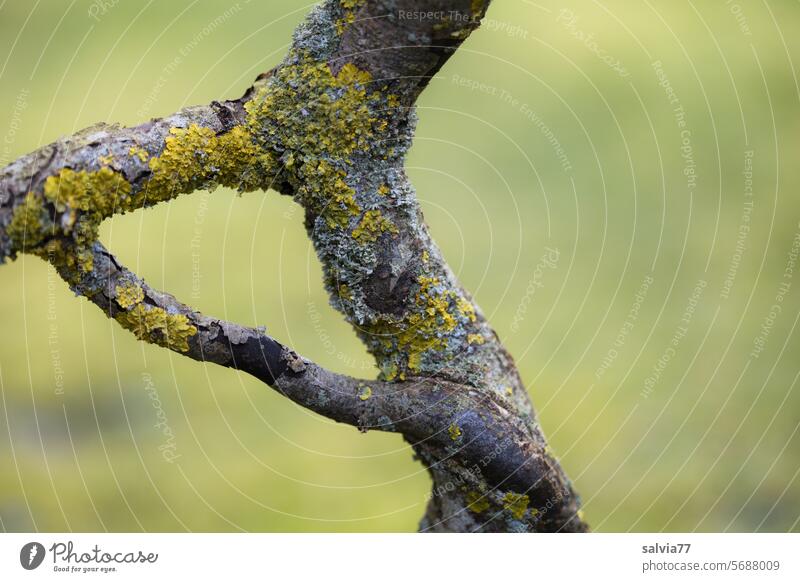 Curious triangular connection on the willow branch Triangle Branch Twig Tree quaint Connection Triangular connection grow together Growth Plant Branched