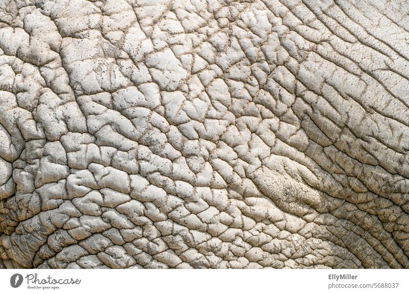 Wrinkled gray elephant skin Elephant Elephant skin Gray Close-up crease Detail wrinkled wrinkled skin Animal Leather wizened Fat leathery background Skin