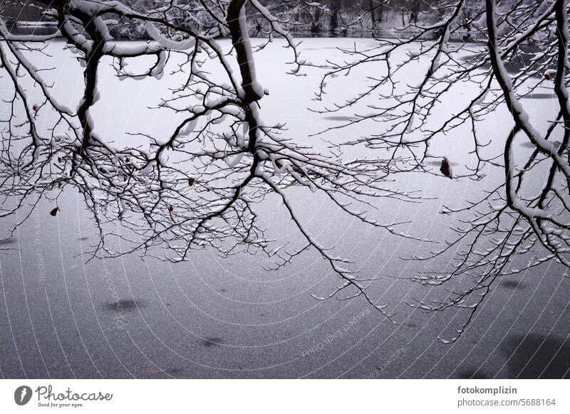 Branches in the snow twigs branches Winter Branches and twigs Snow snow-covered trees Winter forest winter Winter mood Winter's day winter landscape Cold