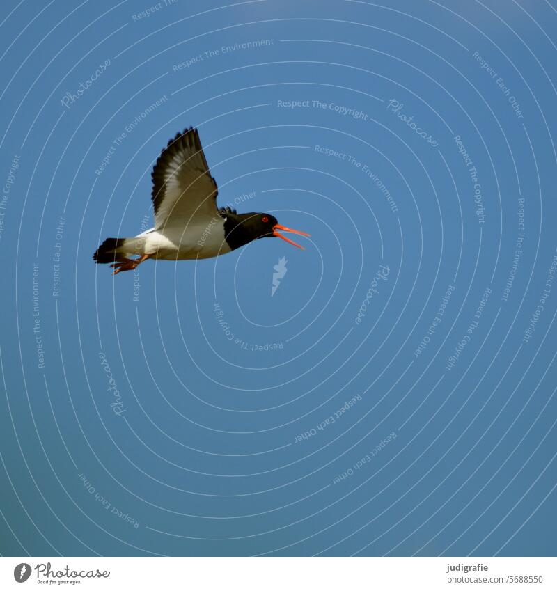 Oystercatcher in flight Oyster catcher Bird Flying shout Sky Grand piano plumage Iceland Exterior shot Flight of the birds Wild bird Bird in flight Nature