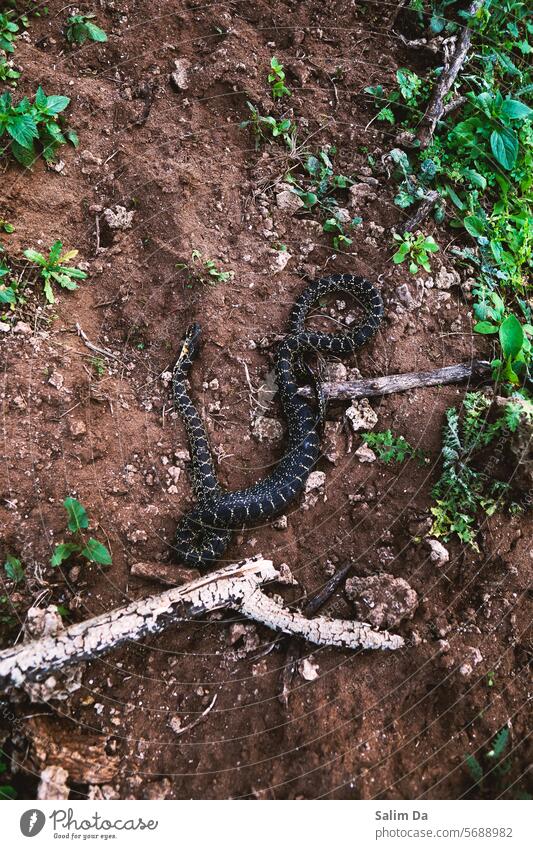 Dead snake capture dead Dead animal deadly Death Animal Nature Natural naturally natural world Wild Wild animal Wilderness wildlife wild life Poison poisonous