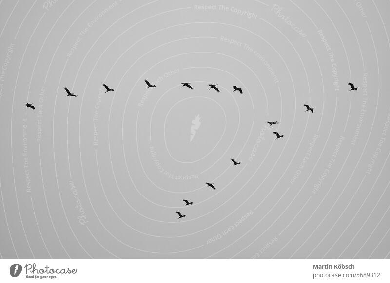 Cranes fly in V formation in the sky. Migratory birds on the Darss. black white Spring South migratory bird Air group beautiful grey revoltijo background