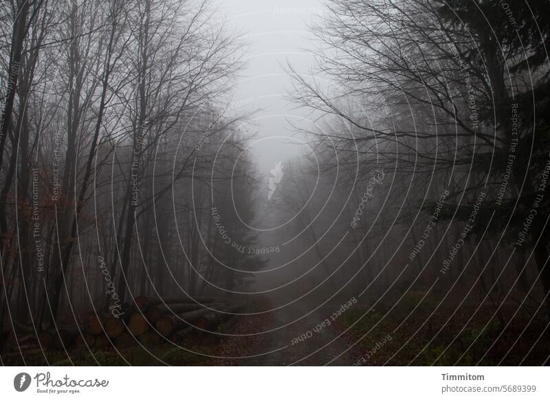 Autumn forest Forest Dark Fog foggy off Tree trees twigs and branches tree trunks felled Nature Deserted Sky Covered