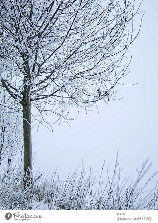 leafless winter tree at the edge of a field Winter Snow Hoar frost snowy chill Freeze Winter field winter weather Frost Winter's day Snow layer Cold