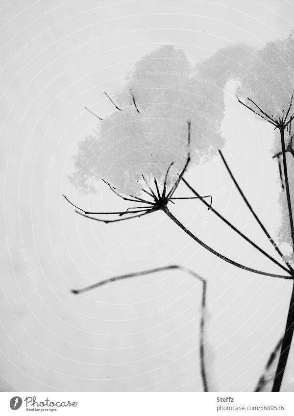 small dried up plant covered with snow Snow Alpina snowcap snowy Winter mood winter cold Weather Climate chill Cold in the snow Winter's day Black Gray White