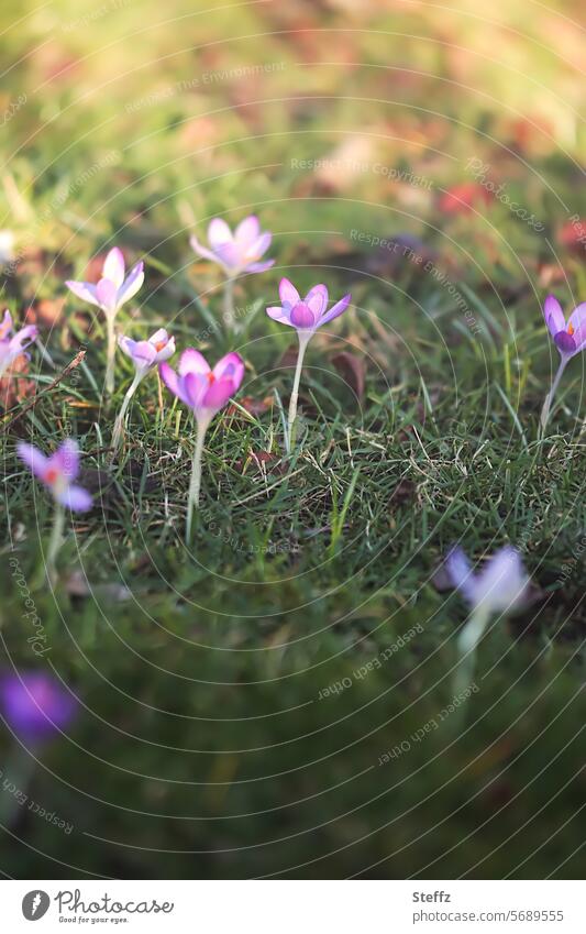 Crocuses in the spring sun spring awakening heralds of spring crocus flowers Spring Crocuses spring sunny day Spring flowering plant purple spring blossoms