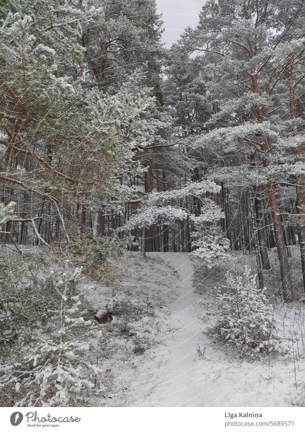 Winter landscape of forest and trees winter landscape Landscape Winter mood Nature Forest Seasons Winter walk Cold chill Winter's day Frozen Snow nature outdoor