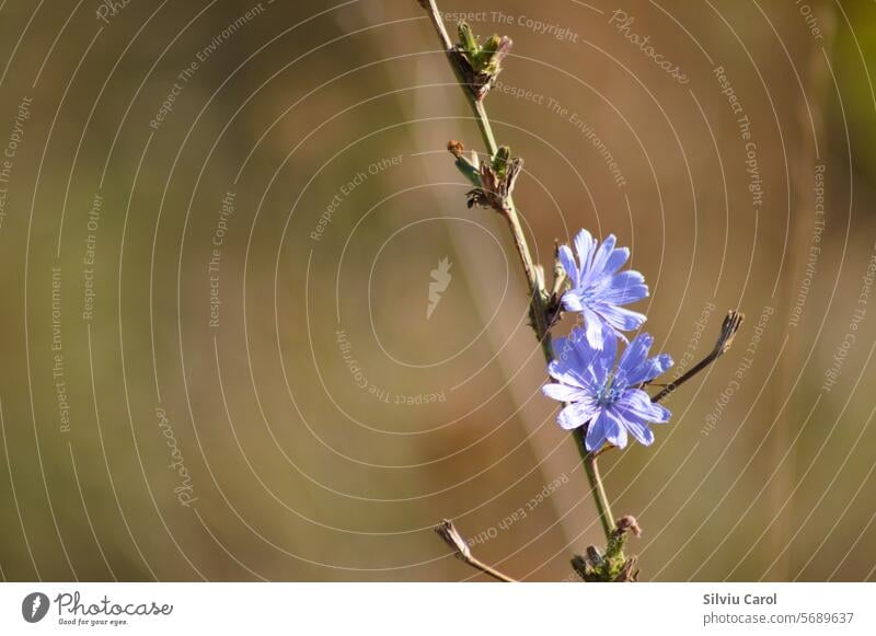 Closeup of common chicory blue flowers with blurred background plant summer bloom closeup field wild garden nature beautiful beauty wildflower macro purple