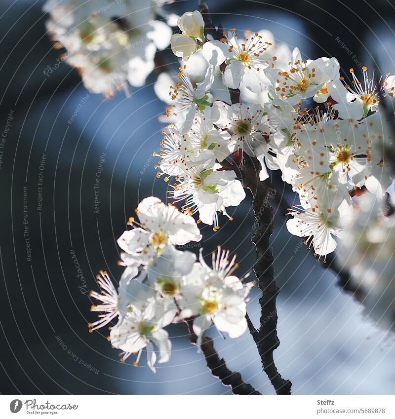 spring awakening spring branch spring blossoms Plum blossom petals white flowers come into bloom White Blue Spring day April spring bloomers enjoyable