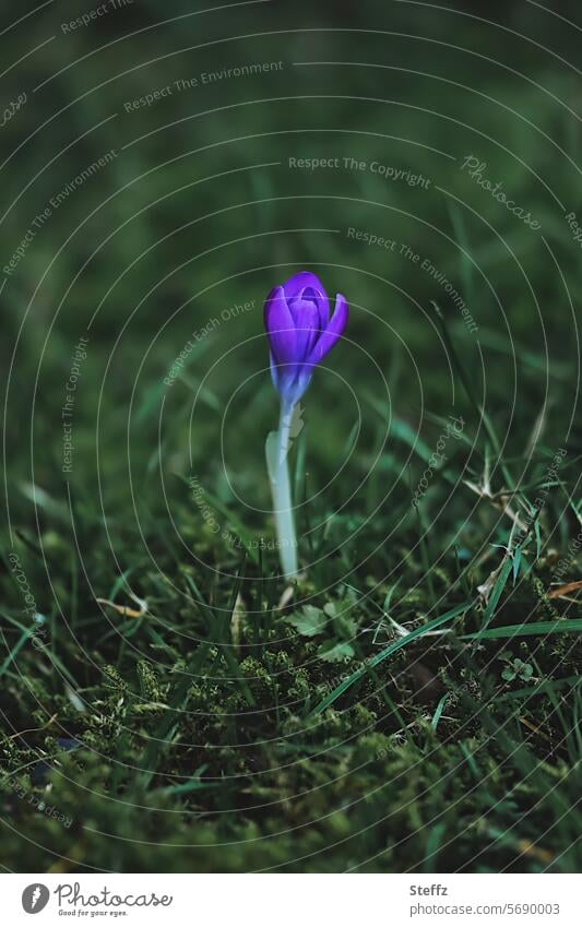 Crocus - a harbinger of spring crocus Spring crocus herald of spring crocus blossom Spring flowering plant Violet Spring Flowering Blossom Spring day Dark