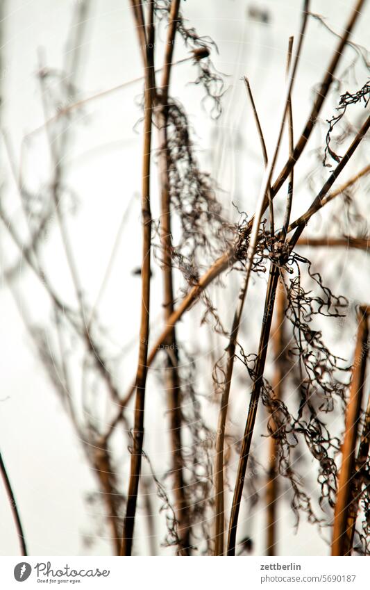 Dried shrubbery Branch Relaxation holidays Garden Hedge allotment Garden allotments Deserted Morning neighbourhood Nature Plant tranquillity Holiday season