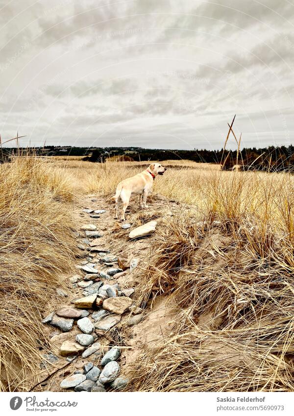 Dog on path through sand dunes coast coastal landscape grass grey grey sky yellow grass Landscape ocean rural Sky north atlantic Nature Pet pets