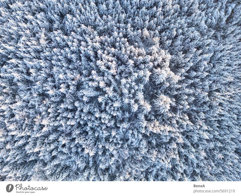 Snow-covered Forest at sunset seen from above Aerial View Bavaria Bird's Eye View Calm Cold Cold landscape Drone Drone View Dusk Enchanting Ethereal Frosty