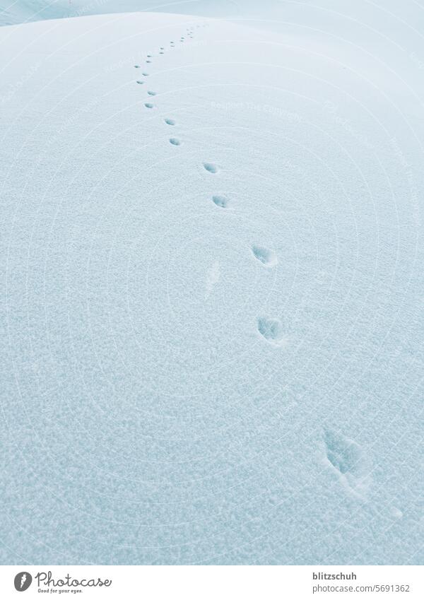 Fox tracks in the snow at over 2000 m above sea level. Tracks Animal tracks Snow Winter mountains Alps Snow track Winter's day Nature snow-covered Cold White