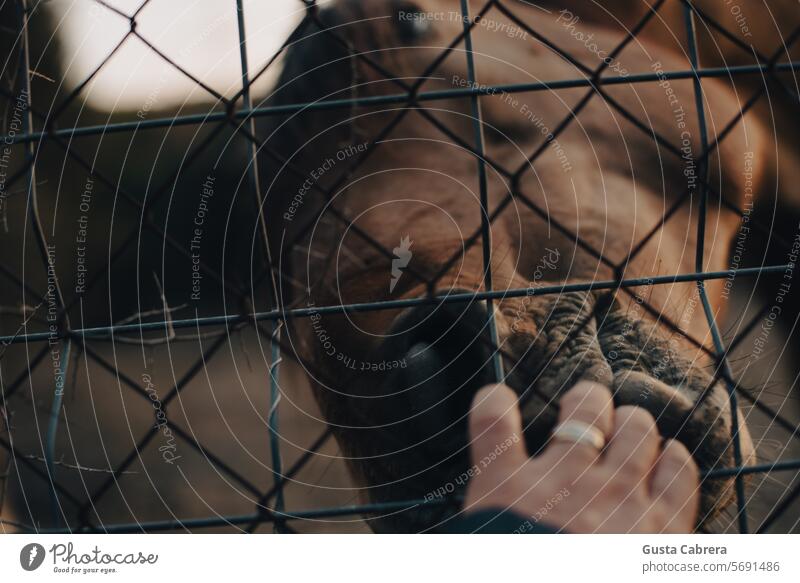 The kiss of the horse. Horse Fence Hand Lick Animal Exterior shot Nature Animal portrait Colour photo Horse's head Animal face Farm animal Day Mane