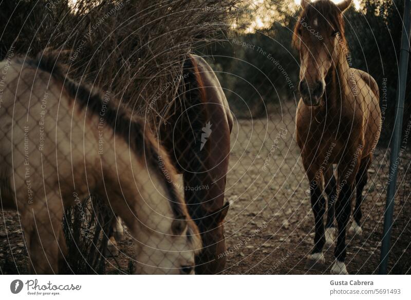 Group of horses behind the fence. Horse Animal Exterior shot Colour photo mammal nature farm meadow Farm animal Fence Day Animal portrait Animal face Mane field