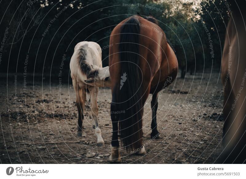 Foal feeding on mare. horses colt Horse Animal Exterior shot Farm animal Nature rural Colour photo Landscape Grass Willow tree Environment Green Day Field