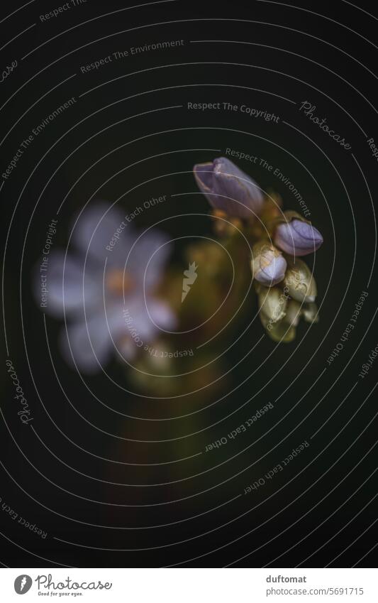 Purple blossom against a black background Plant Botany Flower Leaf cheerful Nature Blossom Fresh Floral Blossom leave Close-up pretty Esthetic Beauty & Beauty