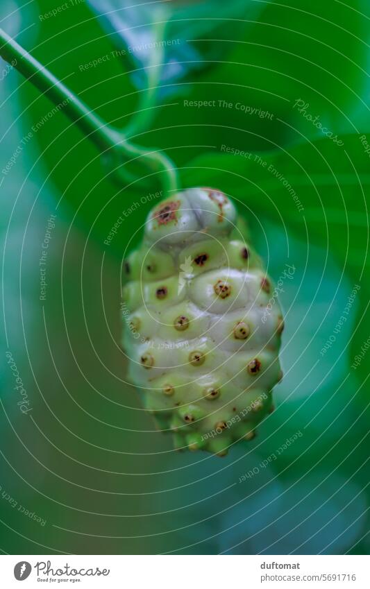 Noni, Indian mulberry bush Plant Botany Noni tree Flower Leaf cheerful Nature Blossom Fresh Floral Blossom leave Close-up pretty background Esthetic