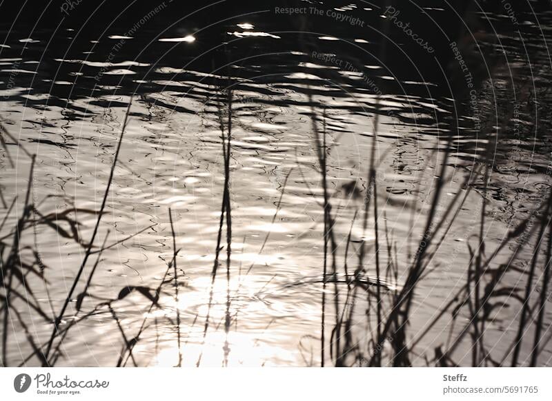 Floodplain in winter Aue floodplain Little river Brook River bank Flow running water water circles Water reed reed grass Common Reed grasses Gray Dreamily