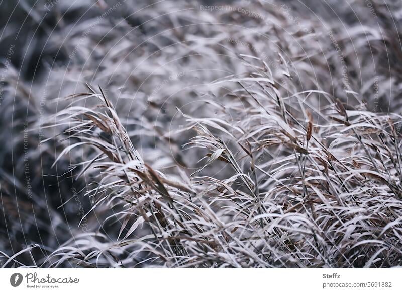 Reed grass in winter reed reed grass Wind Grass in the wind windy Agitated winter grass Blown away Gray Common Reed dried up grasses blades of grass