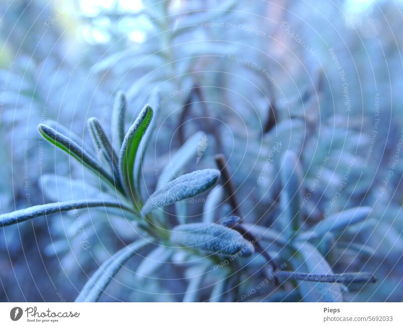 Lavender herb before hibernation Fragrance soft colours Green Plant Exterior shot Medicinal plant Garden