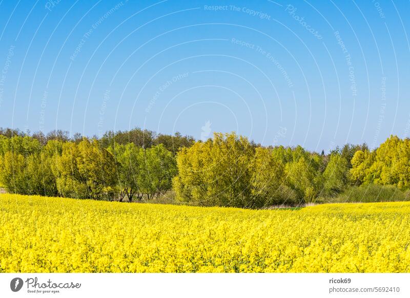 Rape field in bloom and trees in spring near Sildemow Canola Field Tree Mecklenburg-Western Pomerania Rostock Nature Landscape Spring Agriculture Canola field