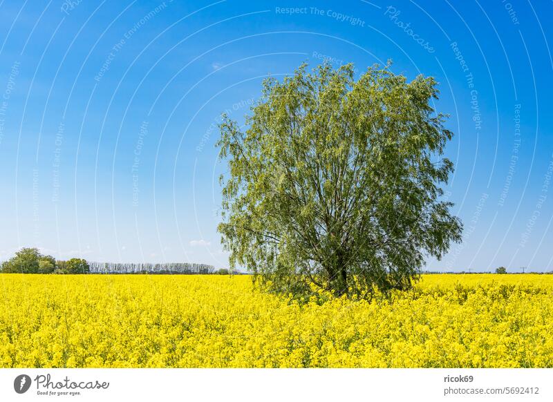 Rape field in bloom and trees near Parkentin in springtime Canola Field Tree Mecklenburg-Western Pomerania Rostock Nature Landscape Spring Agriculture