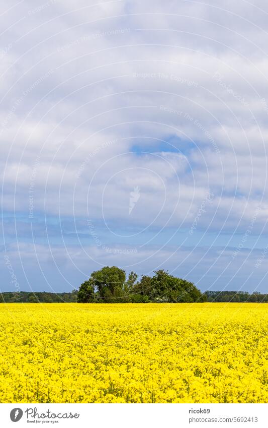 Rape field in bloom and trees near Purkshof in springtime Canola Field Tree Mecklenburg-Western Pomerania Rostock Nature Landscape Spring Agriculture