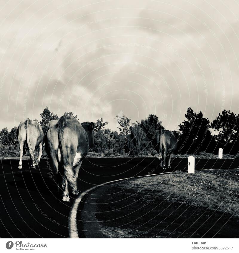 Rush hour on the highway cows cattle Street jam Herd Cow Curve Farm animal Animal Group of animals Cattle from behind in the way Block way Country life