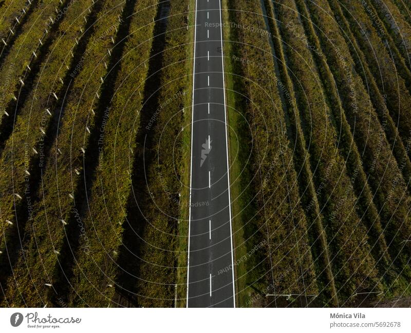 Aerial view of land with Albariño wine vineyard plantation and a road in Cambados aerial view vineyards albariño wine Wine growing Vineyard Exterior shot Green