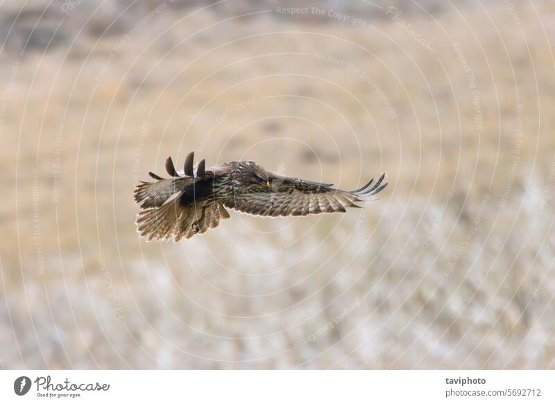 common buzzard flight image in flight buteo raptor bird wildlife claws hawk outdoor nature animal hunter brown wings natural fauna beautiful bokeh background