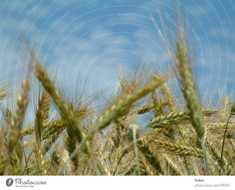 kornfeld2 Cornfield Wheat Clouds Grain eras Sky