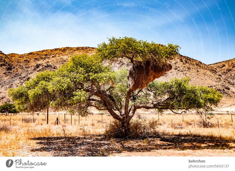 tree house Tree branches Impressive Hay Sky Wilderness especially Namibia Africa birds Exceptional Fantastic weaver bird Nest Nest-building siedelweber