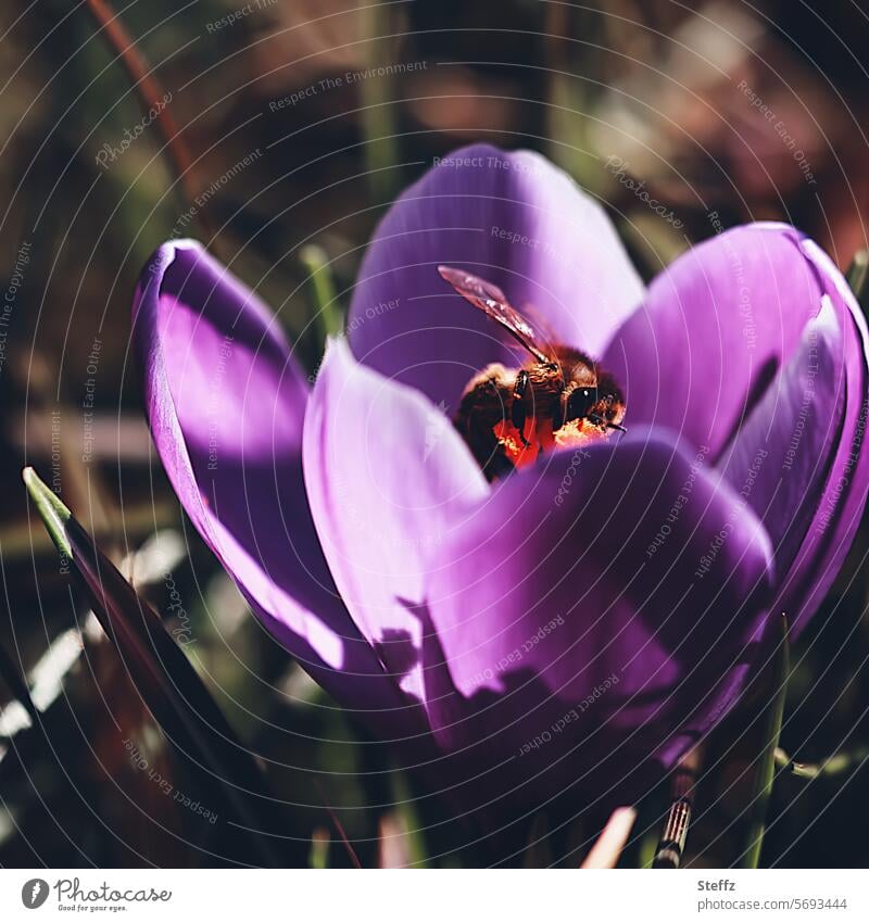 In the spring sun spring awakening heralds of spring Spring crocus crocus blossom sunny spring sunny day Spring flowering plant Nectar Search purple Violet