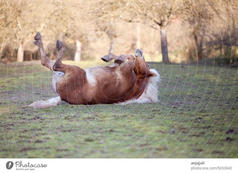 Pferd liegt auf dem Rücken und rollt sich auf der Wiese pferd pferde liegen rollen spaßig dreckig Haflinger tier lustig lustige lustiges tierfoto Fell Wiesen